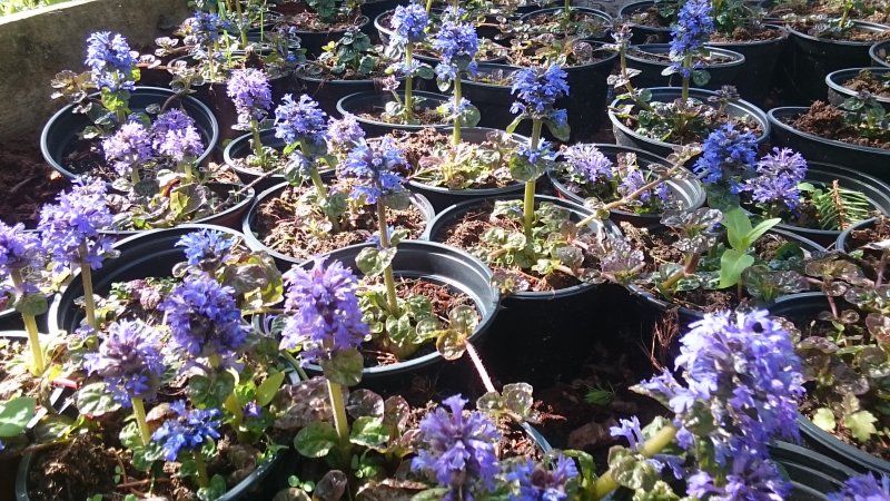 Ajuga pyramidalis 'Metallica Crispa' Живучка пирамидальная