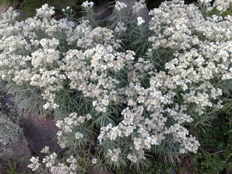 Anaphalis margaritacea Анафалис жемчужный