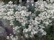 Anaphalis margaritacea Helminukkajäkkärä