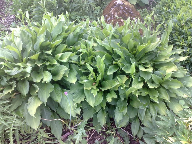 Hosta undulata ´Erromena´ Hämykuunlilja