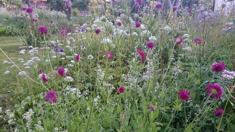 Knautia macedonica Короставник македонский