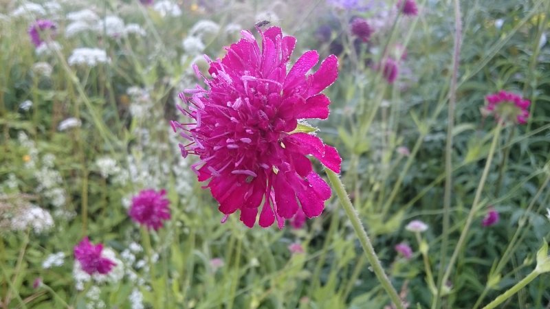 Knautia macedonica Etelänruusuruoho