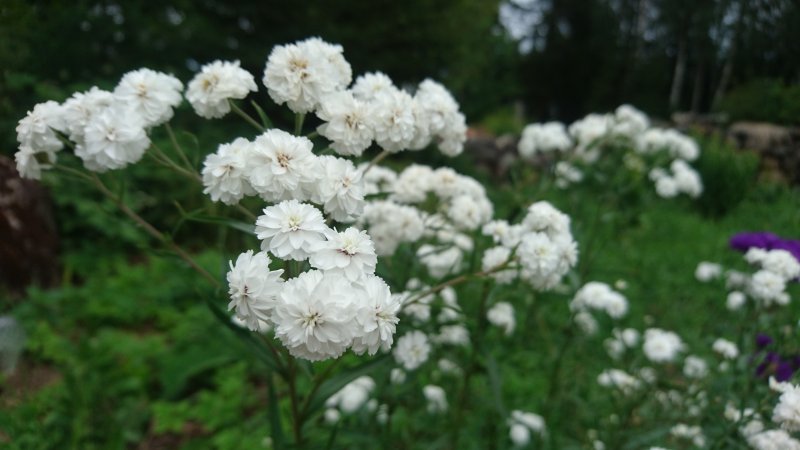 Achillea ptarmica ´Pearl` Võsa-raudrohi