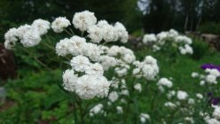 Achillea ptarmica 'Pearl' Koreakärsämö