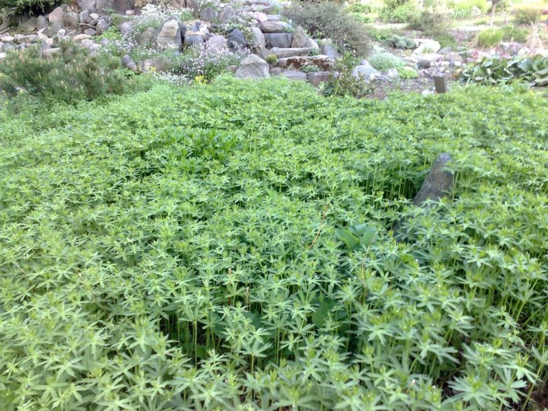 Anemone canadensis Ветреница канадская