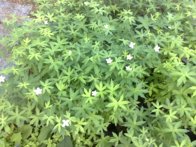 Anemone canadensis Ветреница канадская