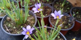 Sisyrinchium angustifolium Sinisilmiö