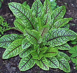 Rumex sanguineus Щавель кровяной