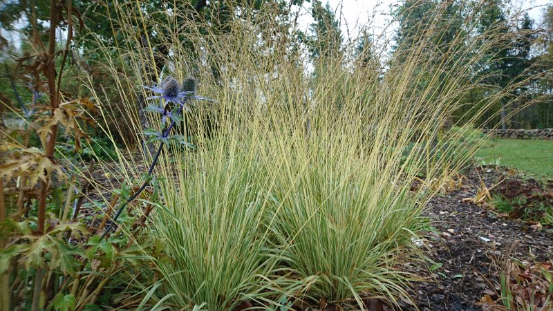 Molinia caerulea 'Variegata' Молиния голубая