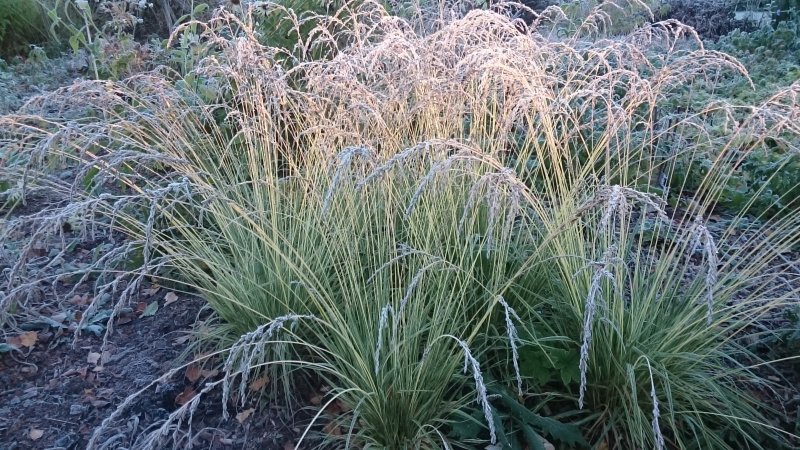 Molinia caerulea 'Variegata'