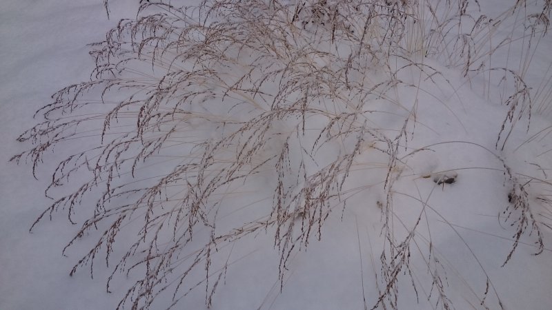 Molinia caerulea 'Variegata' Kirjosiniheinä