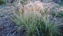 Molinia caerulea 'Variegata' Harilik sinihelmikas