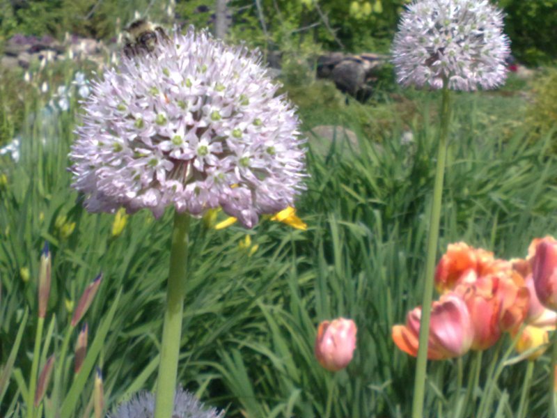 Allium grande