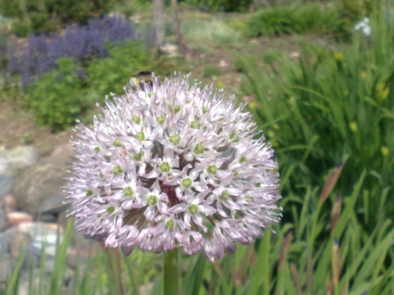 Allium grande Лук крупный