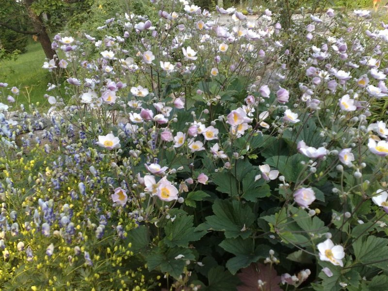 Anemone tomentosa Viltjas ülane