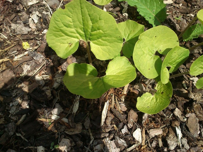 Asarum sieboldii Sieboldi metspipar