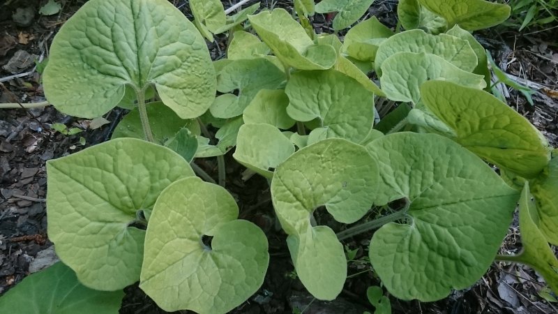 Asarum sieboldii Sieboldi metspipar