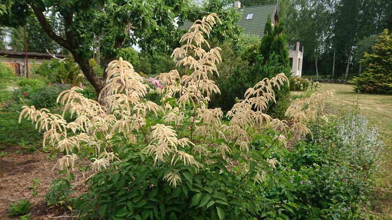 Aruncus dioicus Волжанка  обыкновенная