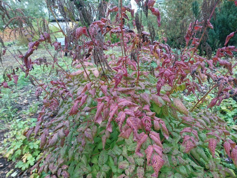 Aruncus dioicus Волжанка  обыкновенная