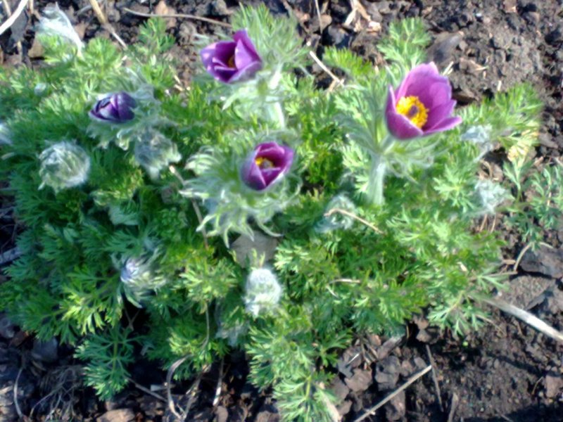 Pulsatilla vulgaris Pasque Flower