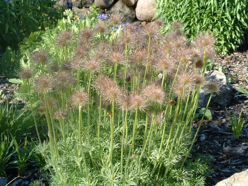 Pulsatilla vulgaris Pasque Flower