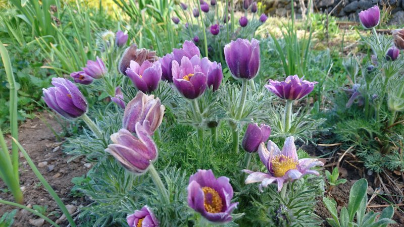 Pulsatilla vulgaris Harilik karukell