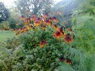 Rudbeckia hirta Black-eyed Susan