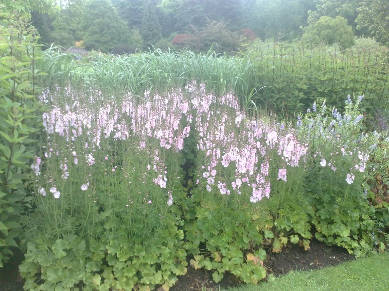 Sidalcea hybride 'Elsie Heugh' 