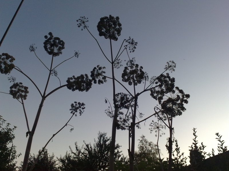 Angelica archangelica Harilik kikkaputk