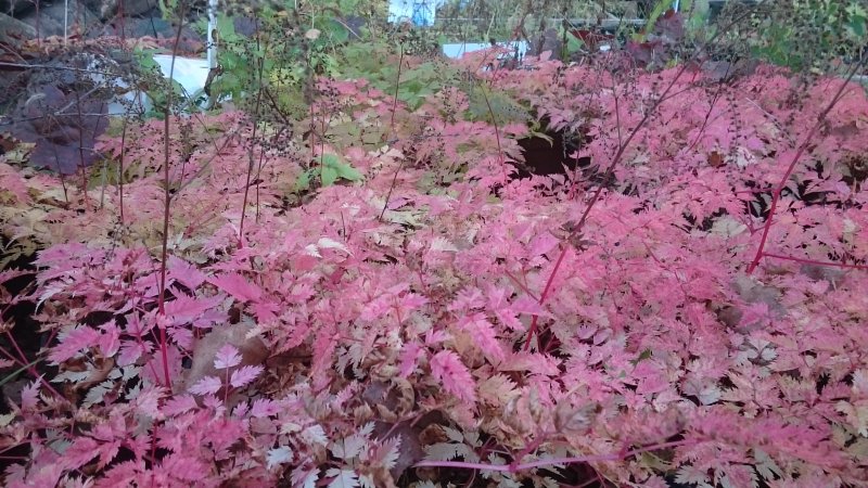 Aruncus 'Horatio' kitseenelas