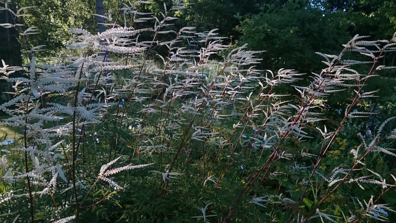 Aruncus 'Horatio' Töyhtöangervo