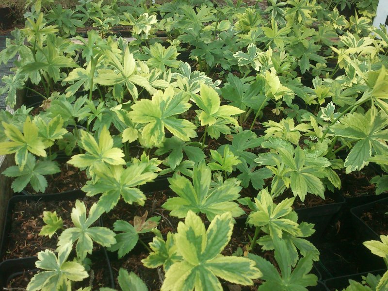 Astrantia major 'Sunningdale Variegated' suur tähtputk