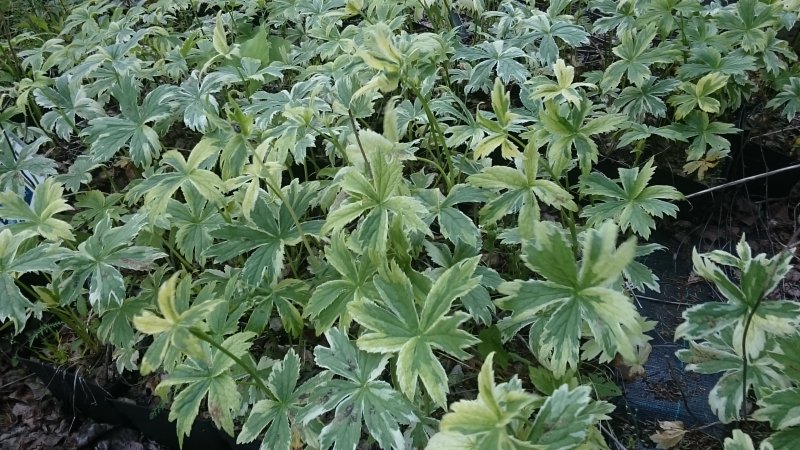 Astrantia major 'Sunningdale Variegated' Астранция крупная