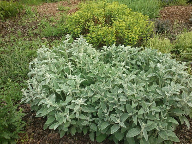 Stachys byzantina 'Simba' Чистец византийский