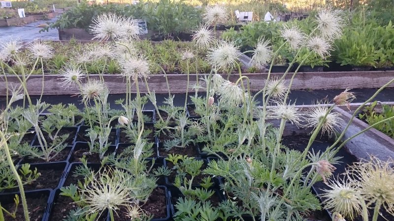 Pulsatilla vulgaris 'Alba' Pasque flower