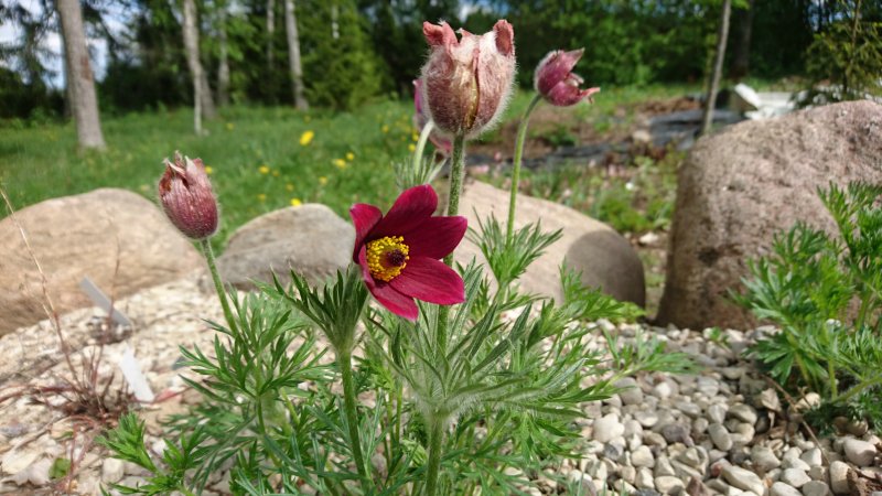 Pulsatilla vulgaris 'Rubra'  Harilik karukell