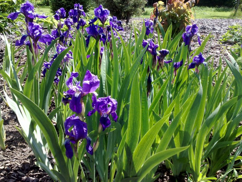 Iris germanica Tarhakurjenmiekka