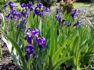 Iris germanica Tarhakurjenmiekka