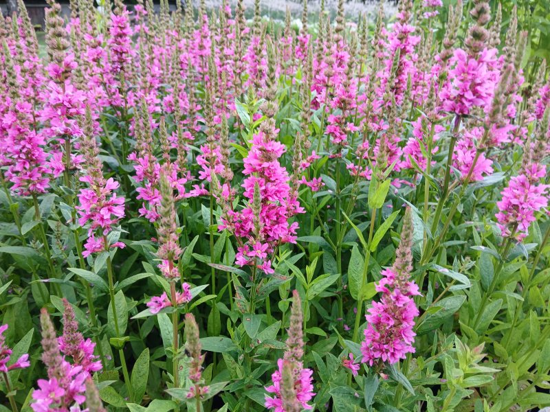 Lythrum salicaria 'Little Robert' Дербенник иволистный
