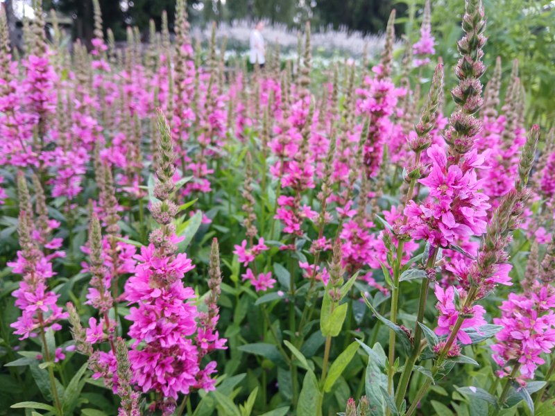 Lythrum salicaria 'Little Robert' Дербенник иволистный