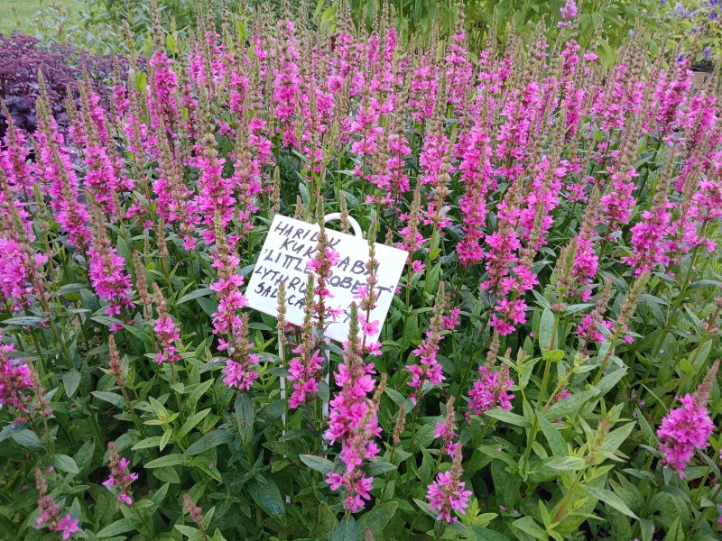 Lythrum salicaria 'Little Robert' Дербенник иволистный