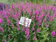 Lythrum salicaria 'Little Robert' Pohjanrantakukka
