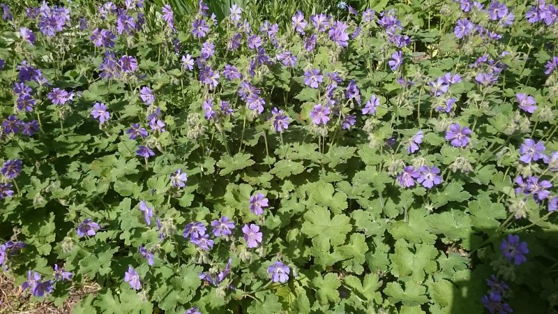 Geranium renardii 'Philipe Vapelle' Nyppykurjenpolvi