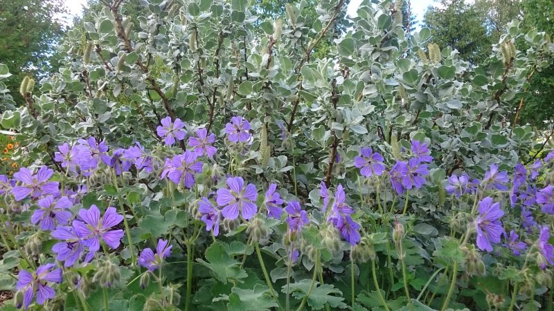 Geranium renardii 'Philipe Vapelle' Nyppykurjenpolvi