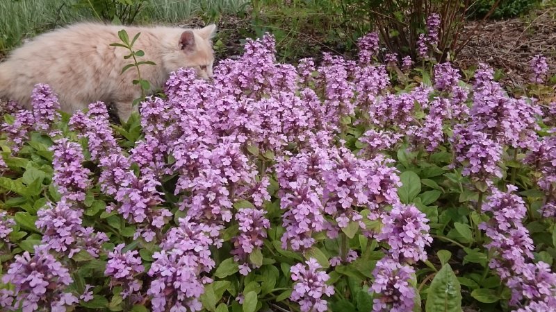 Ajuga reptans 'Pink Elf'