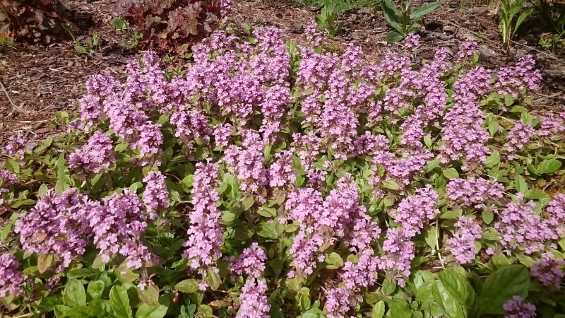 Ajuga reptans 'Pink Elf' roomav akakapsas