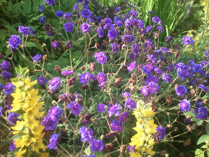 Geranium pratense 'Plenum Violaceum' Герань