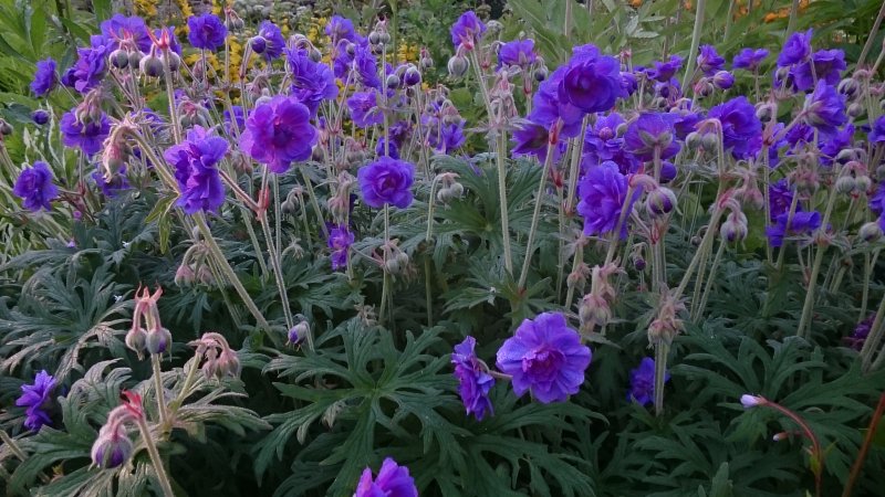 Geranium pratense 'Plenum Violaceum' Герань