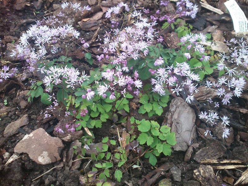 Thalictrum kiusianum