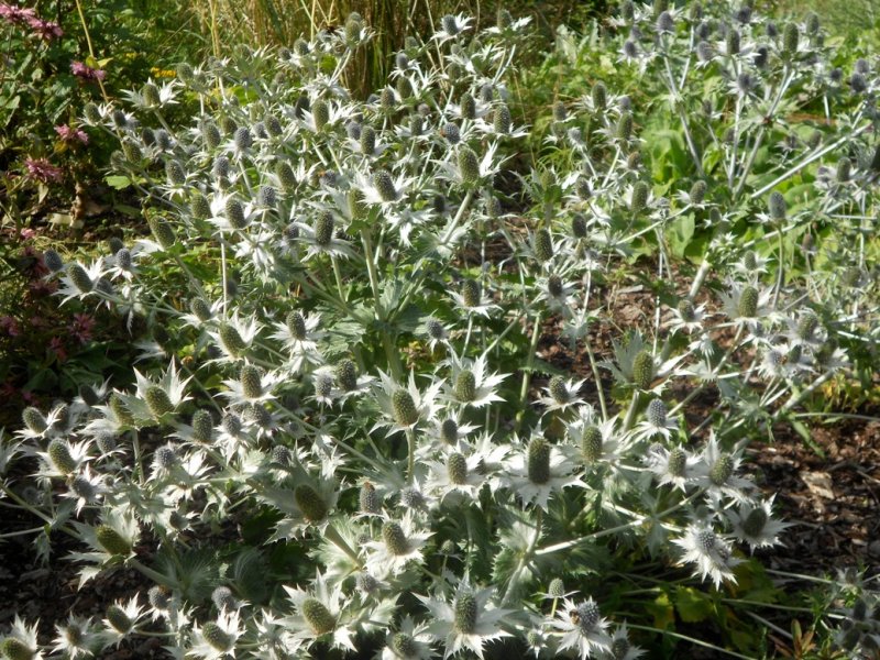 Eryngium giganteum 'Silver Ghost' Hohtopiikkiputki